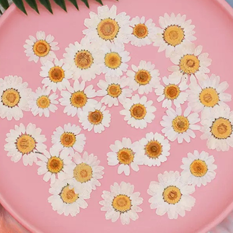 Gardening Tools Diy - 100 Stück Natürliche Weiße Kristall-Chrysanthemen, Getrocknete