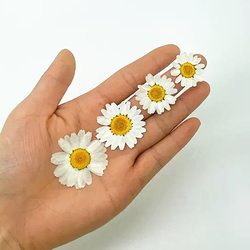 100 Stück Natürliche Weiße Kri – Gardening Tools Diy Bewertung und Preis
