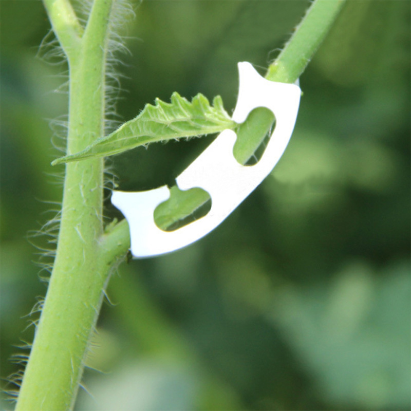 50/100 stücke Botanik-stem Reb – Gardening Tools Range Bewertung und Preis
